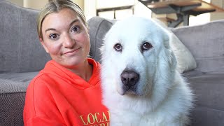 What Its Like Owning a Great Pyrenees [upl. by Kehr]