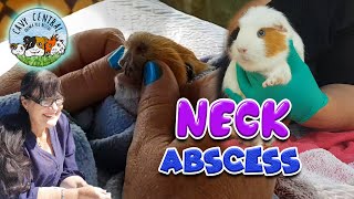 Guinea pig neck abscess  how to treat and drain and abscess with Cavy Central Guinea Pig Rescue [upl. by Anohr]