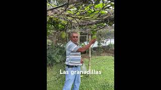 Las granadillas elsalvador plantas campo agroboy jardin granadillascentroamerica campo [upl. by Eltsyrc411]