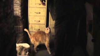 Rizzoli amp Isles DVD Extra  Deleted Scene Korsak andcats [upl. by Waddle]