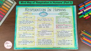 Respiration in Humans Class 10 Mind Map Part 3 [upl. by Kisor]