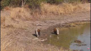 Bush pigs seen at Gnu pan Mabula live on Africam 1406 2024 [upl. by Fi349]