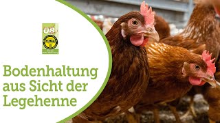 Legehennen in der Bodenhaltung zeigen wie sie leben [upl. by Jd147]