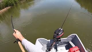 Watch how hard Potomac River shad fight [upl. by Marcus76]