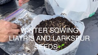 WINTER SOWING LIATRIS AND LARKSPUR SEEDS🌱🌱🌱 [upl. by Eisinger]