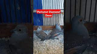 perkutut diamond Dove di Lampung [upl. by Harmaning]