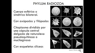 Phylum Radiozoa [upl. by Laud]