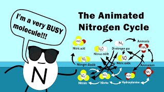 The Nitrogen Cycle Animated [upl. by Virgilia]