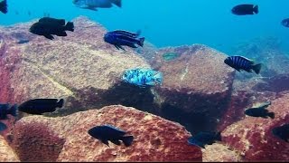 Maingano Island Lake Malawi  African Cichlids  HD Underwater Footage [upl. by Jocelyne]