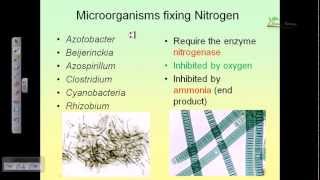 All About Nitrifying Bacteria in Your Aquarium What they Are and Where Can You Find Them [upl. by Missy712]