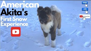 Travel with Dog  The Akita dog  First experience in snow  Pet Home Boarding [upl. by Aicilyhp894]