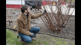 Native Plant Narratives Become quotDoggonequot Good at Pruning with Red Twig Dogwoods [upl. by Asiat]