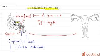 FORMATION OF ZYGOTE [upl. by Neirad859]