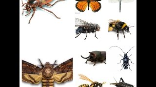 Insect Sounds Compilation 19 insects [upl. by Ardnauqal]