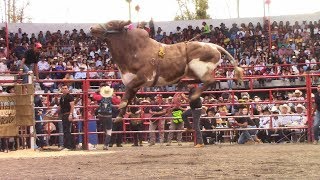 RAYITO DE LA TENENCIA  21 TOROS DE RANCHO LOS DESTRUCTORES DE MEMO OCAMPO EN COPÁNDARO  JARIPEO [upl. by Straus]