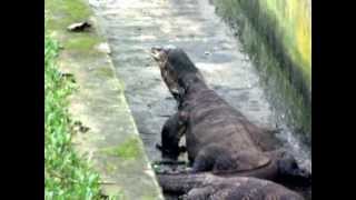 Komodo dragon eats snake [upl. by Hutchins]