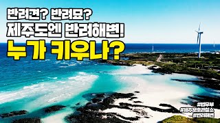 제주보호관찰소 사회봉사명령으로 제주 해변 깨끗하게 맑게 자신있게  법tv [upl. by Aisercal]