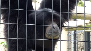 The Screaming Monkey  Siamang Gibbons Howling [upl. by Clougher145]