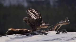 Petteri Saario The Magic of Northern Nature [upl. by Nitsugua639]