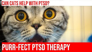 Helping PTSD Symptoms with Cat Therapy A Guide [upl. by Roshan]