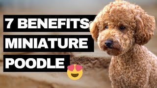 7 Advantages of a Miniature Poodle  Our Top Reasons why we got a Miniature Poodle [upl. by Zennas]