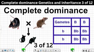 Complete dominance Genetics and Inheritance Grade 12 Life Sciences 3 of 12 [upl. by Maite]