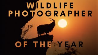 Best Wildlife Photos  Photographer of the Year [upl. by Hess]