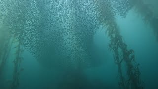 A magnificent anchovy bait ball dive at McAbee beach Monterey California [upl. by Rooker]