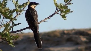 Críalo europeo Clamator glandarius Great Spotted Cuckoo [upl. by Sonitnatsnoc]