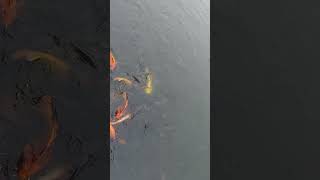 মাছের আনন্দ ফিশিং fishing [upl. by Hamfurd]