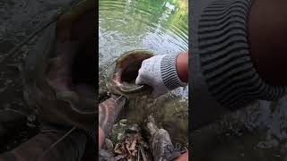 🎣 GROSSE surprise en rivière  Un SILURE d1m qui vient nous rendre visite [upl. by Wier333]