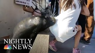 Sea Lion Attack Child Victim’s Father Speaks Out  NBC Nightly News [upl. by Indyc14]