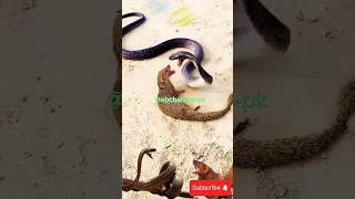 Mongoose amp King cobra animals snake geography mongoosevssnake shorts [upl. by Neersin]