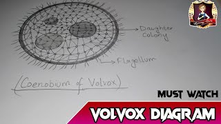 Volvox diagramvolvox [upl. by Hilario]