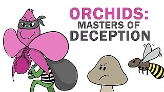 Orchids The Masters Of Lying Cheating amp Stealing [upl. by Linehan]