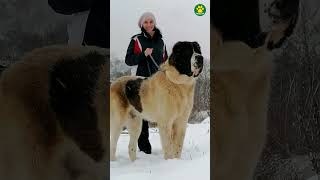 Alabai  Strongest Dog Breed in The WORLD 36100 Pawsomedogs [upl. by Acisej]