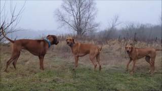 Rhodesian Ridgeback in action [upl. by Aineg]