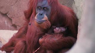 VIDEO FULL PRESS Sumatran orangutan mum Emma with one day old infant at Chester Zoo [upl. by Ahseken]