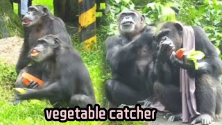 Caretakers Toss Veggies and Chimps Eagerly Catch Them with Raised Hands保育員投食，黑猩猩們舉手爭先恐後接住蔬菜！ [upl. by Edecrem]