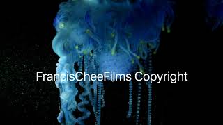 Physalis Species Blue Bottle Jellyfish Portuguese Man O War [upl. by Orag197]