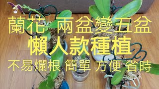 蘭花分株 懶人款種植 不易爛根 簡單 方便 省時 省事1372020 [upl. by Anoyk]