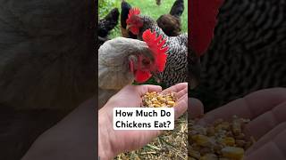 How Much Do Chickens Eat [upl. by Kobi]