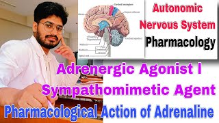 adrenergic agonist classification Pharmacology sympathomimetic। Pharmacological action of adrenaline [upl. by Drucilla160]