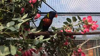 Enrichment for Lorikeets  Roses [upl. by Krum155]