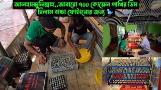 আলহামদুলিল্লাহআবারো ৭০০ কোয়েল পাখির ডিম দিলাম বাচ্চা ফোটানোর জন্য 🐦 [upl. by Ahseiuqal42]