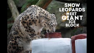 Snow Leopards Meet GIANT Ice Blocks  World of Animals [upl. by Jahn]