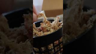 New flytrap unboxing carnivorousplants flytrap gardening [upl. by Ilanos465]