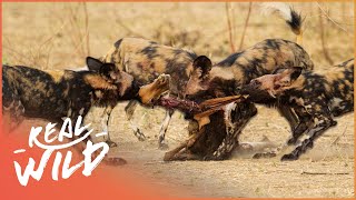 The Most Successful Hunter In Africa  Wild Dogs Documentary  Real Wild [upl. by Esinert670]