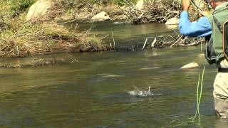 Dry Fly Fishing  Up Stream Presentations [upl. by Wrightson]