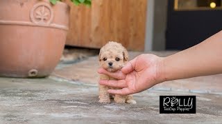 Cream Coat Loving Personality Poodle Belle  Rolly Teacup Puppies [upl. by Carma742]